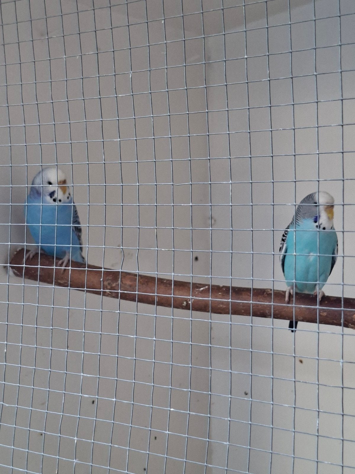2 popen te koop, Dieren en Toebehoren, Vrouwelijk, Parkiet