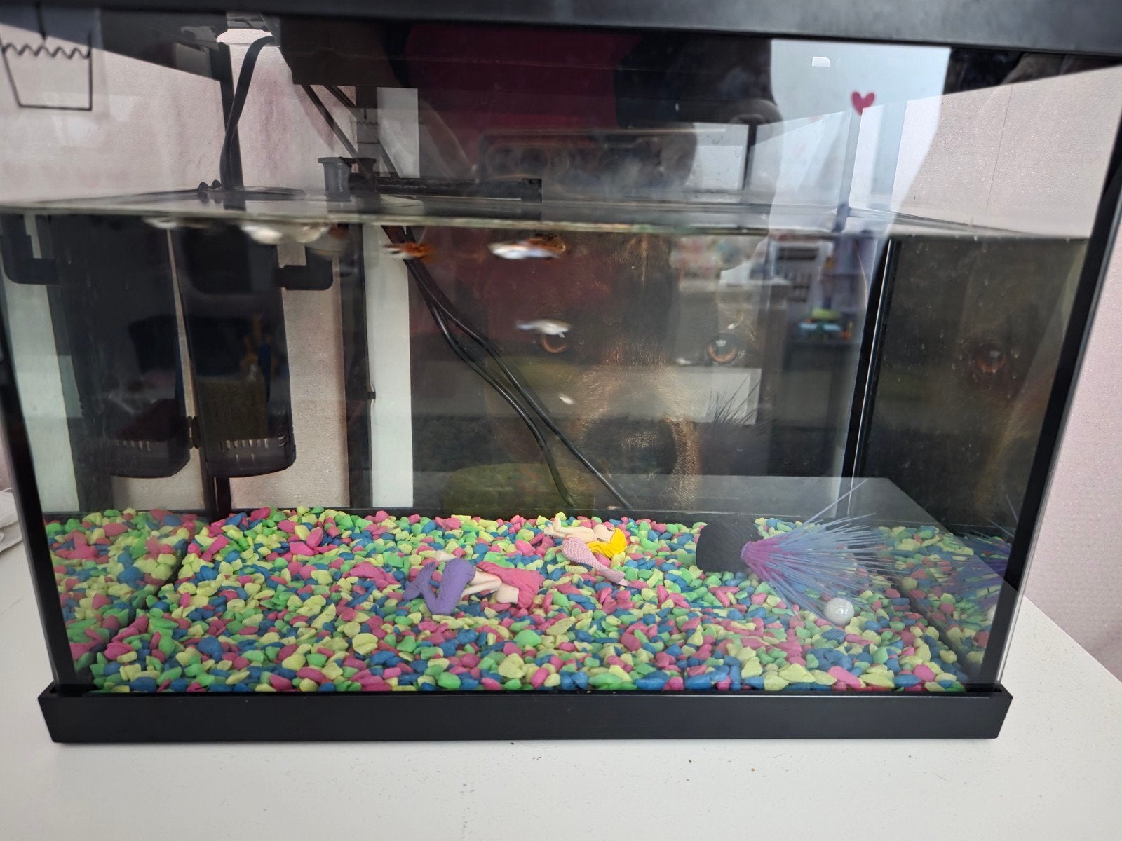 Aquarium met vissen, Ophalen, Gevuld zoetwateraquarium