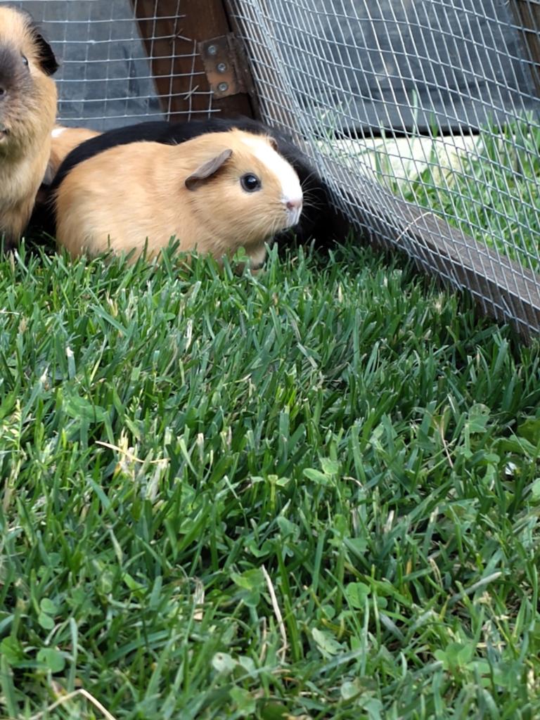 Jonge cavia's, Dieren en Toebehoren, Knaagdieren, Cavia, April, Mannelijk, Tam