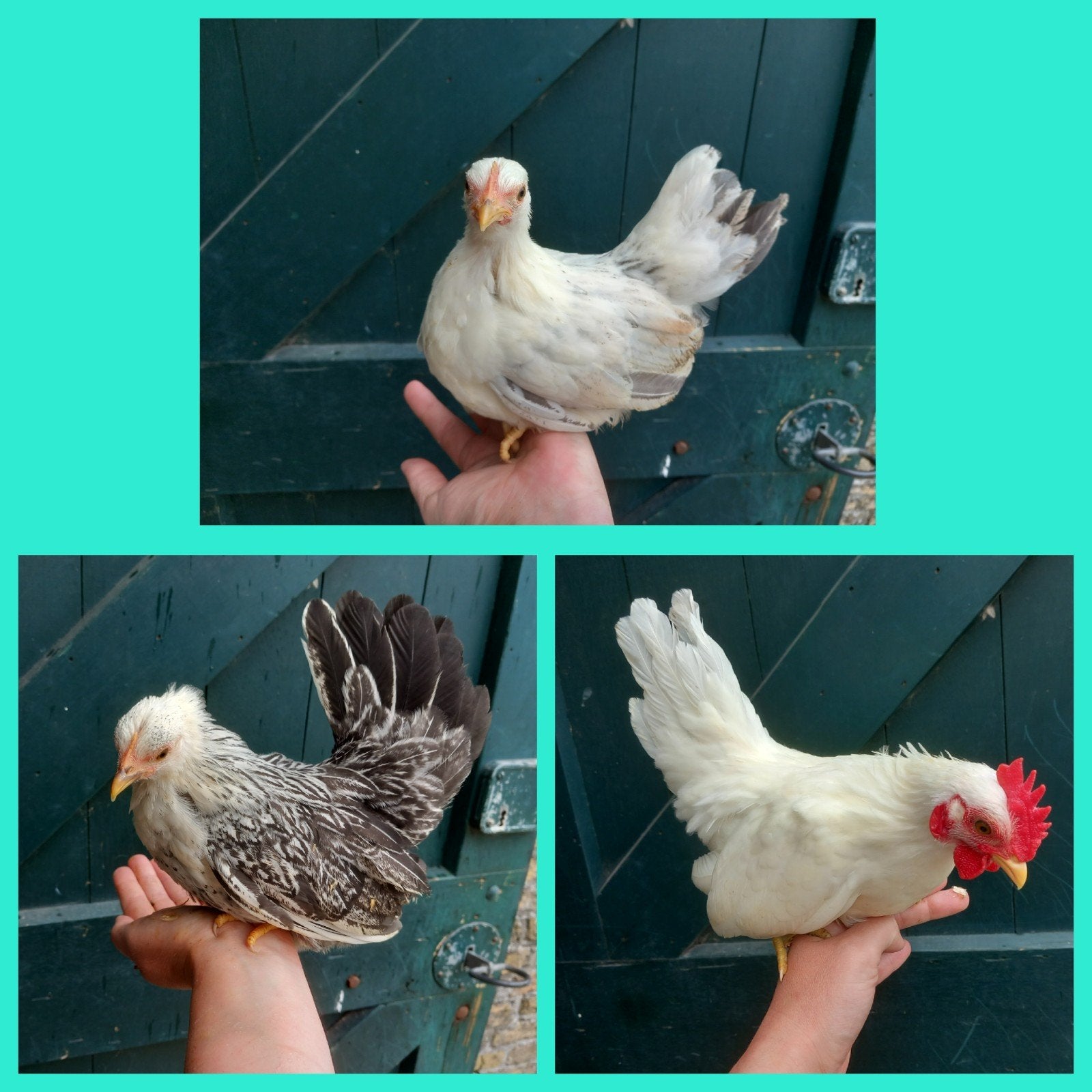 Trio Serama kuikens, Meerdere dieren, Kip