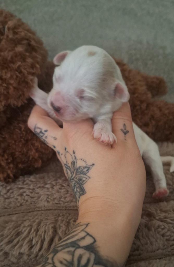 ❤️ GEBOREN ❤️ UNIEKE maltipoo pup - 1 REUTJE BESCHIKBAAR ❤️, Parvo, 8 tot 15 weken, Eén hond, Nederland