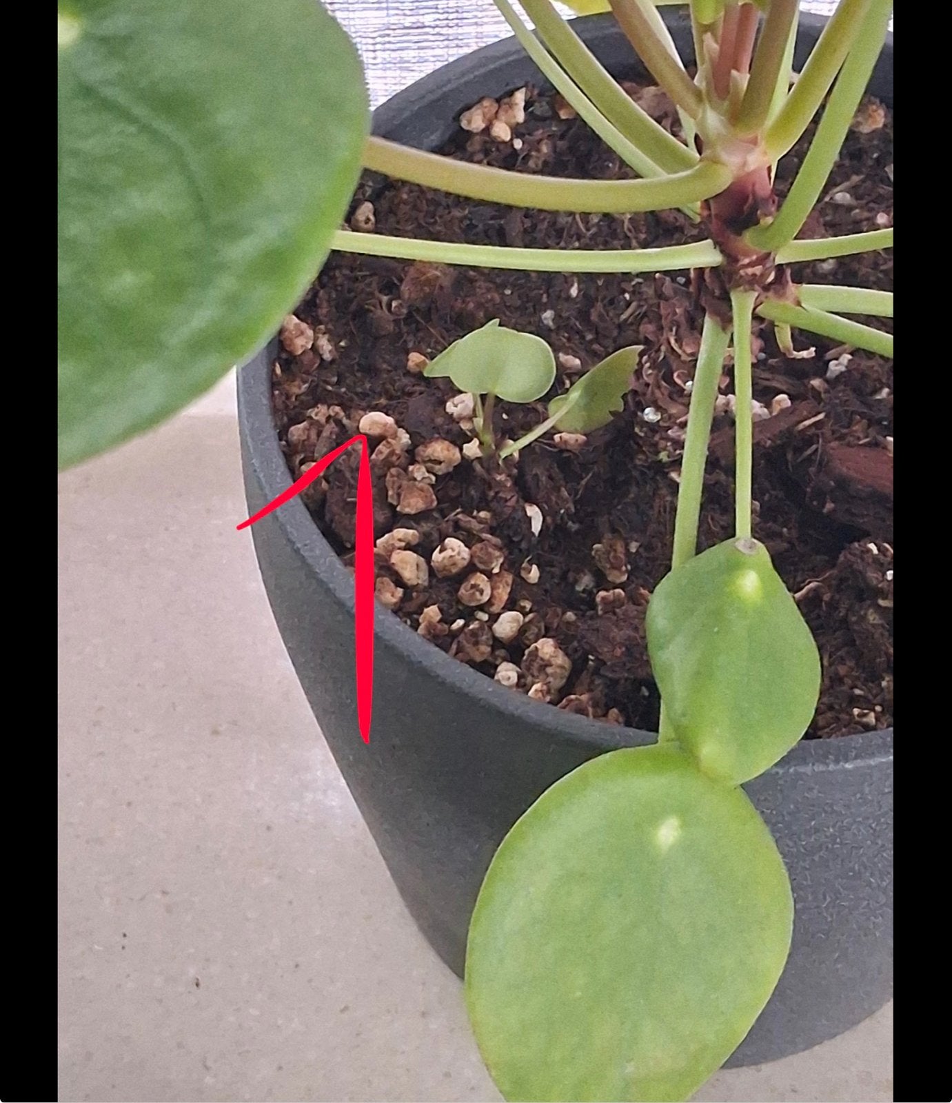 Diverse kamerplanten en stekjes te koop, Overige soorten, In pot, Minder dan 100 cm, Groene kamerplant