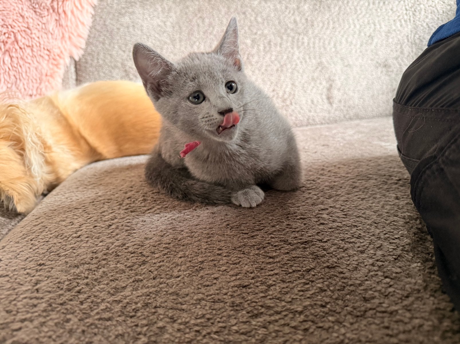 Blauwe rus kittens met stamboom, Meerdere dieren, Met stamboom, 0 tot 2 jaar