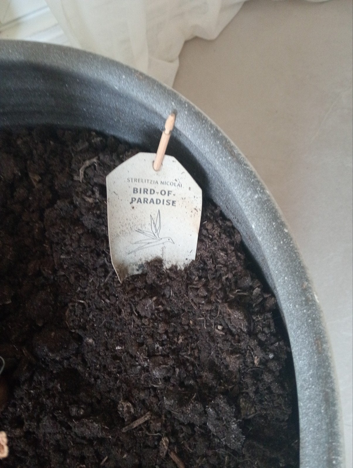 Prachtige Strelitzia Nicolai - Paradijsvogelplant incl pot, Tuin en Terras, Volle zon, Vaste plant, Bloeit niet, Ophalen