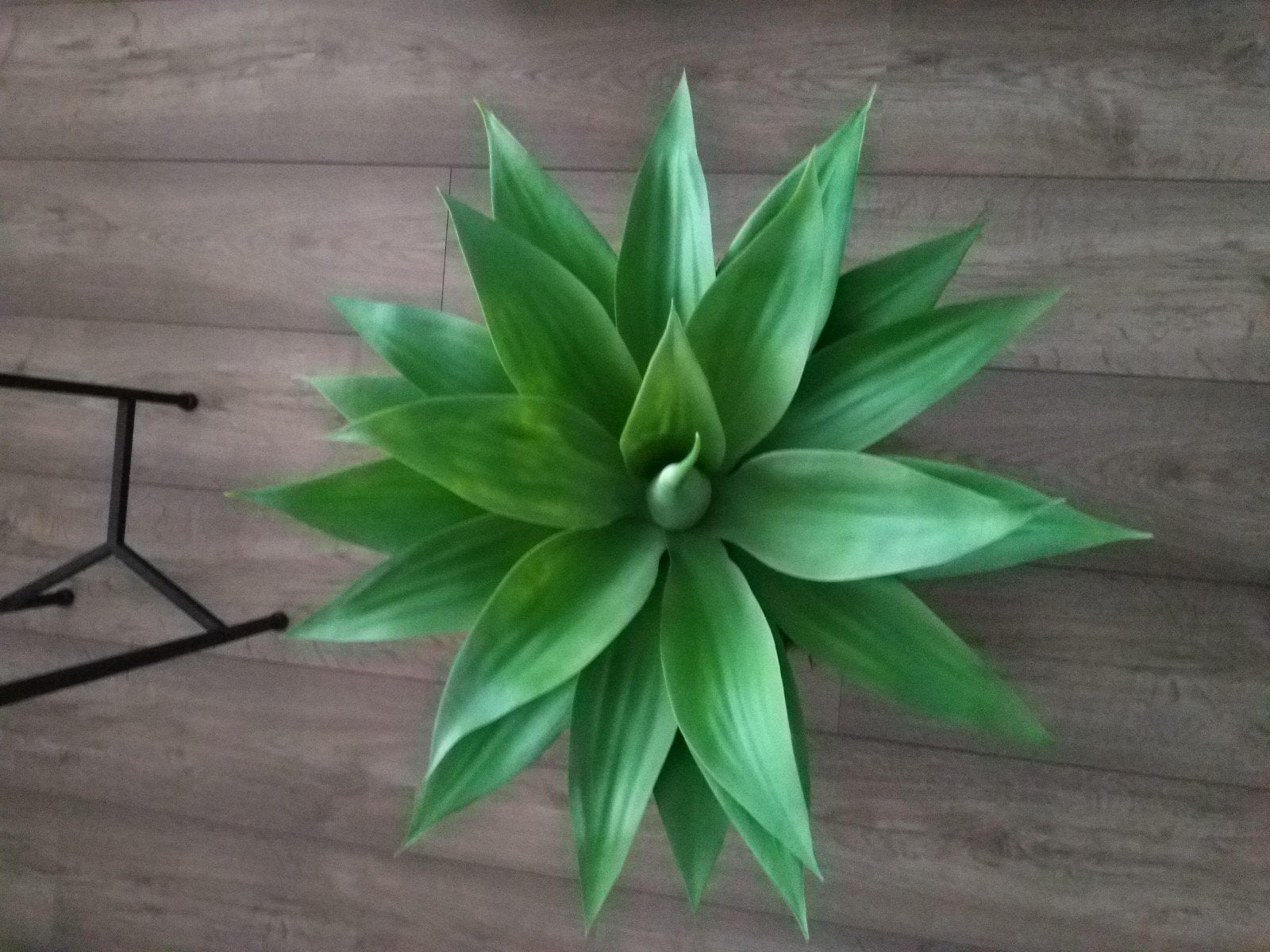 Decoratieve Agave kunstplant in zwarte pot met standaard, Ophalen, Groen, Kunststof, Zo goed als nieuw