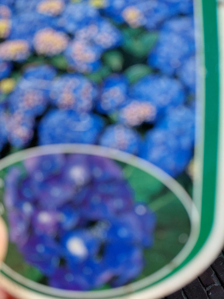 Prachtige zomerbloeiers ; Hortensia`s in paars-wit en rose., Tuin en Terras, Vaste plant, Halfschaduw, Zomer, Ophalen