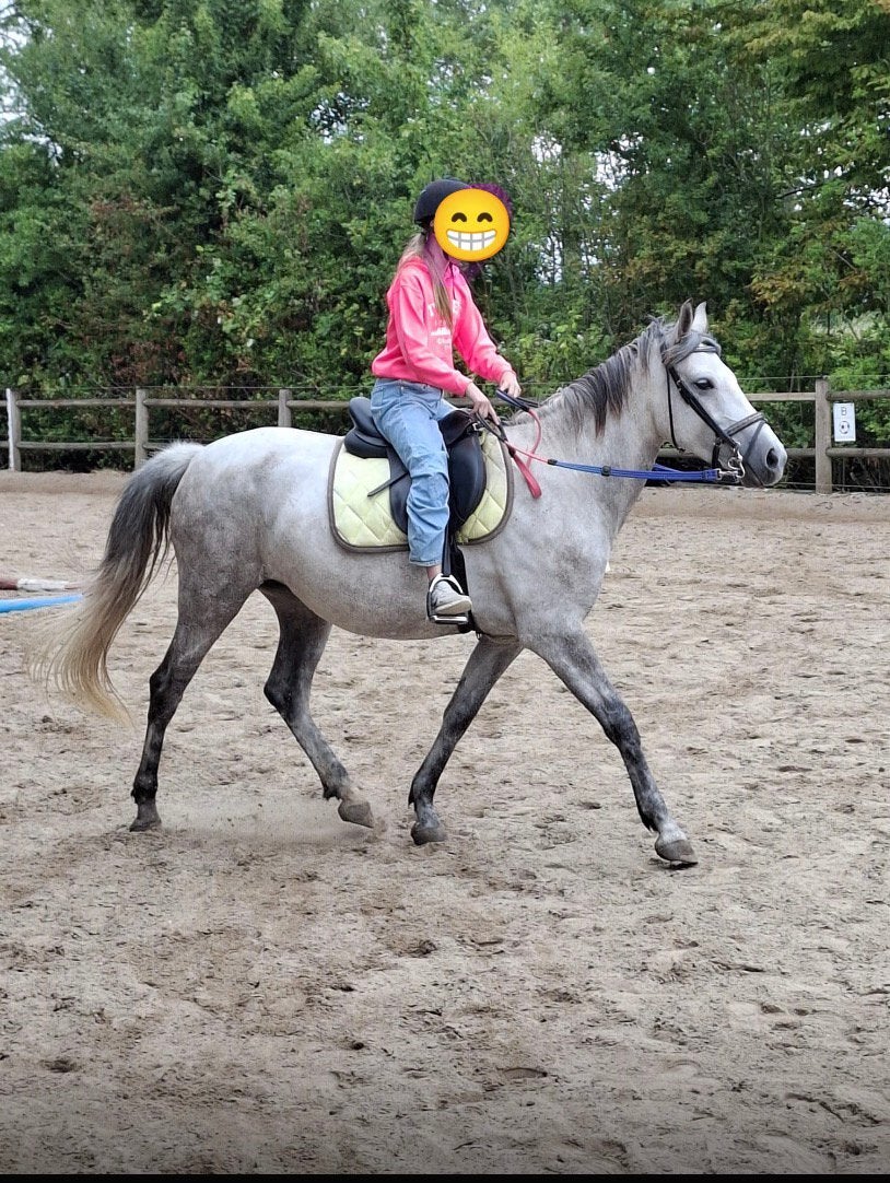 Verzorger aangeboden, Dieren en Toebehoren, Paarden en Pony's | Verzorgingsproducten, Ophalen of Verzenden