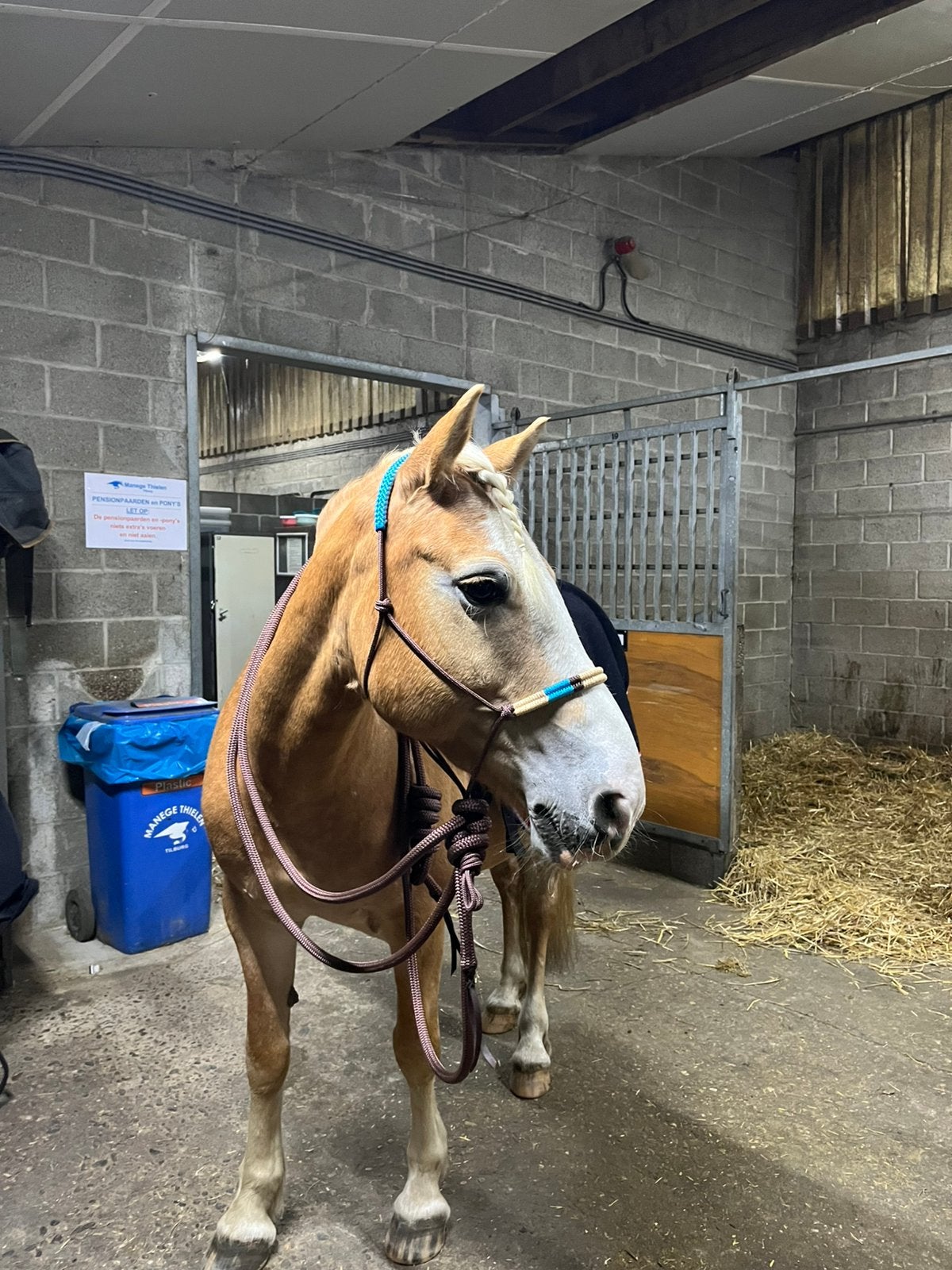 Natural Hackamore | Cob, Dieren en Toebehoren, Hoofdstel, Overige disciplines, Bruin, Nieuw