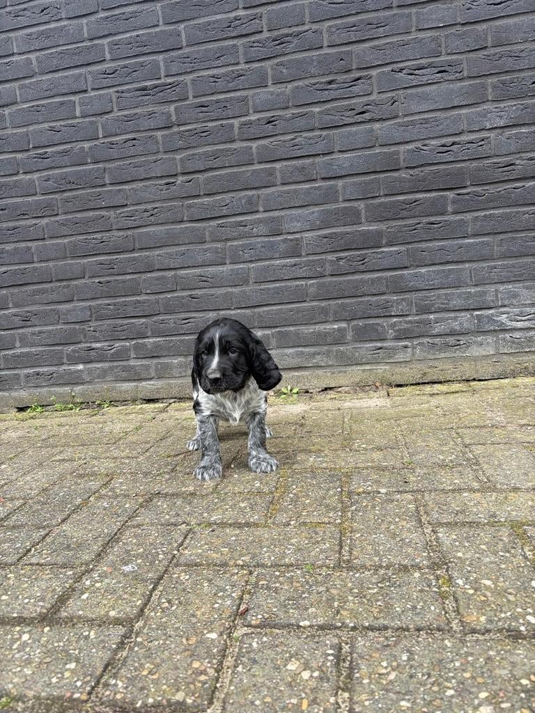 2 prachtige pups voor €350 per pup van goed bejaagde ouders, Dieren en Toebehoren, 8 tot 15 weken, Meerdere, Meerdere dieren, Nederland