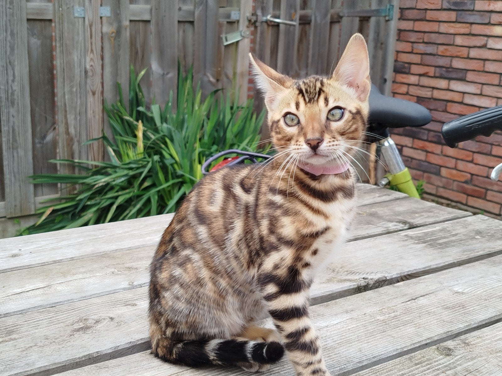 Bengaals ras ,kleur Brown (Black) spotted, Dieren en Toebehoren