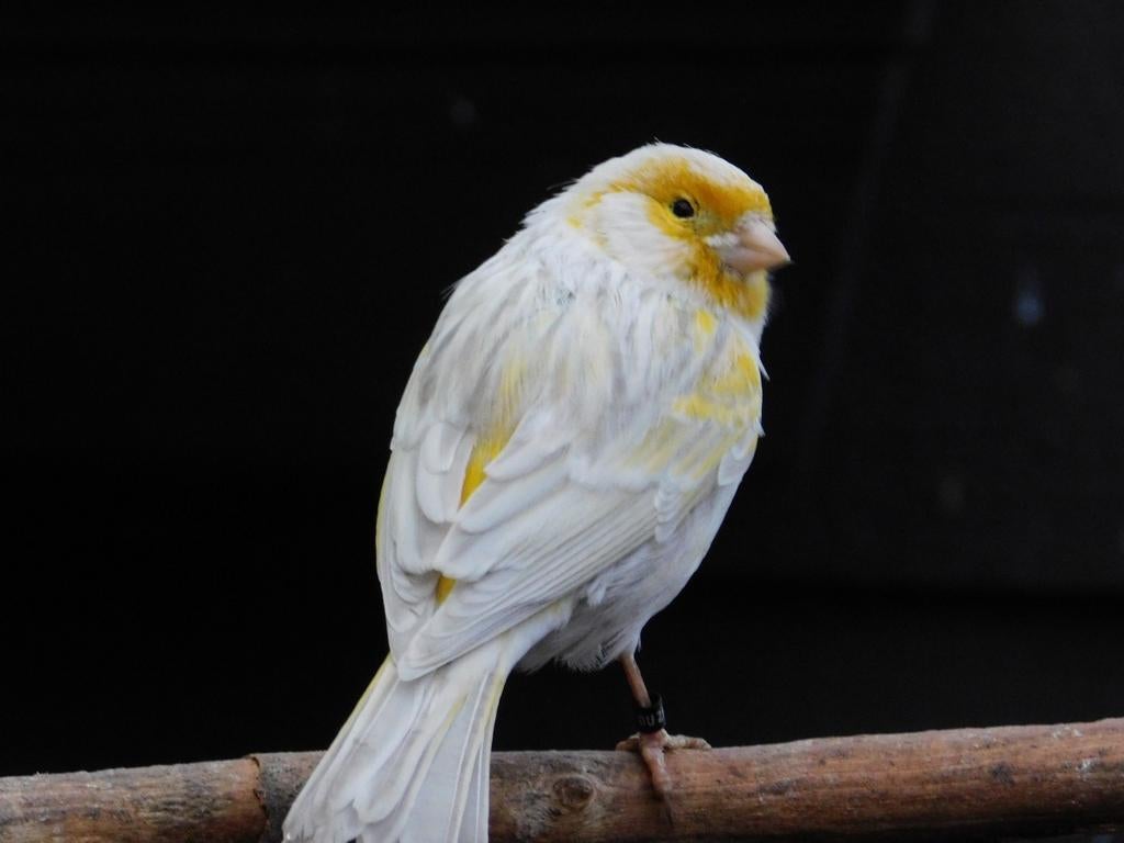 Geel opaal agaat mozaïek man, Dieren en Toebehoren, Mannelijk, Kleurkanarie