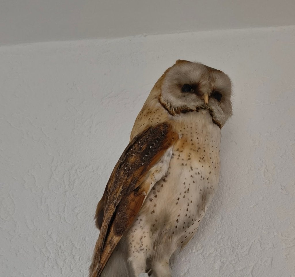 kerkuil, Ophalen of Verzenden, Zo goed als nieuw, Vogel, Beeldje of Figuurtje