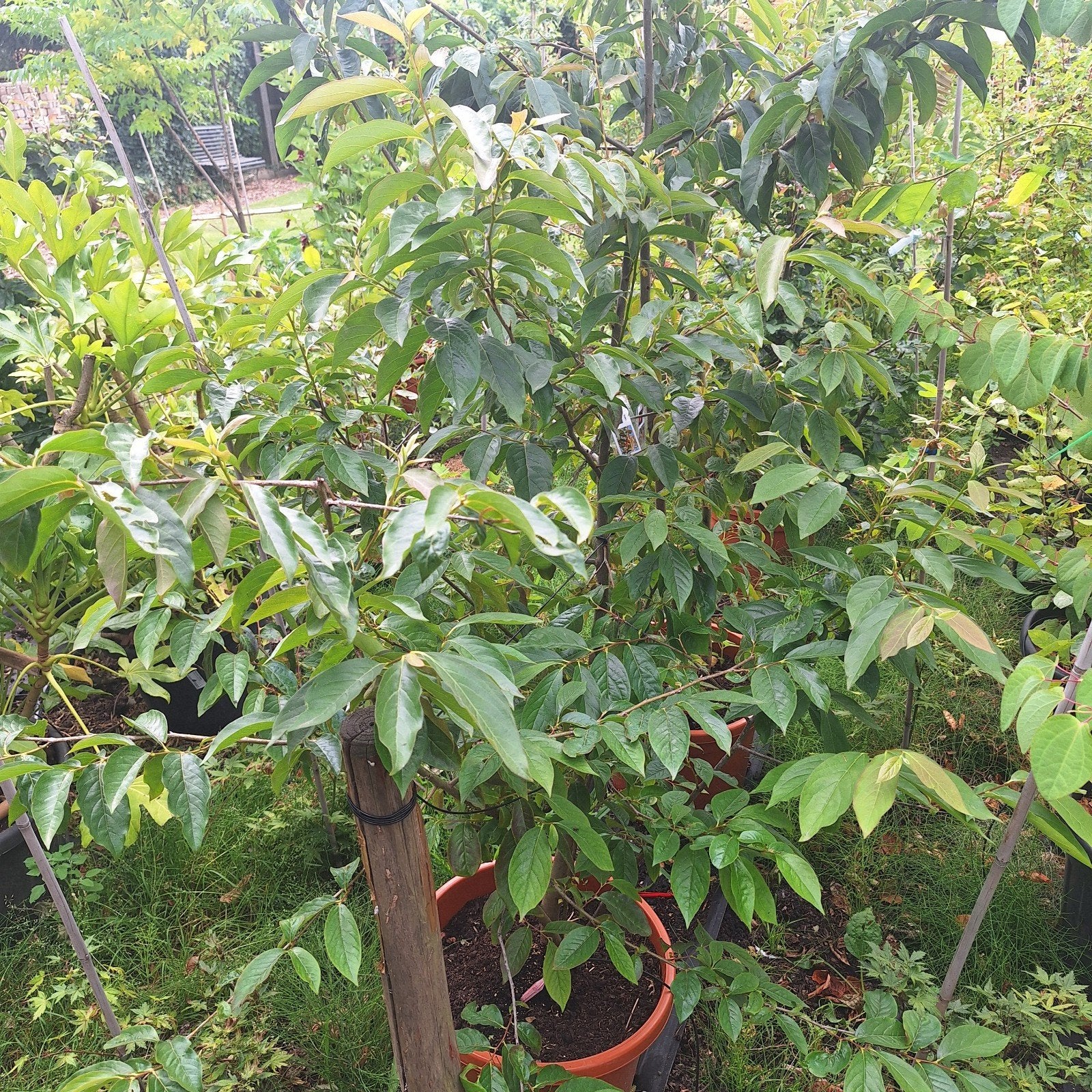 Kaki boom - Fruitplant voor heerlijke vruchten, Ophalen, Volle zon