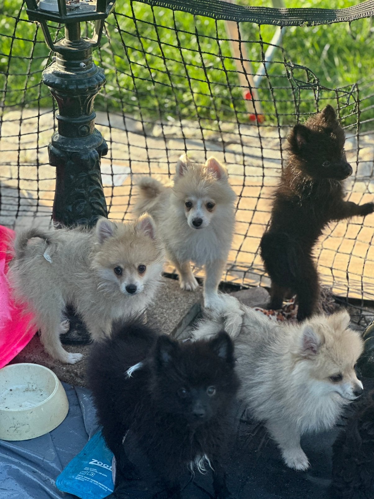 Pomeranian | pomeriaan reu | keeshond pups vakantie oppas, Dieren en Toebehoren, Honden | Niet-rashonden, 8 tot 15 weken, Parvo