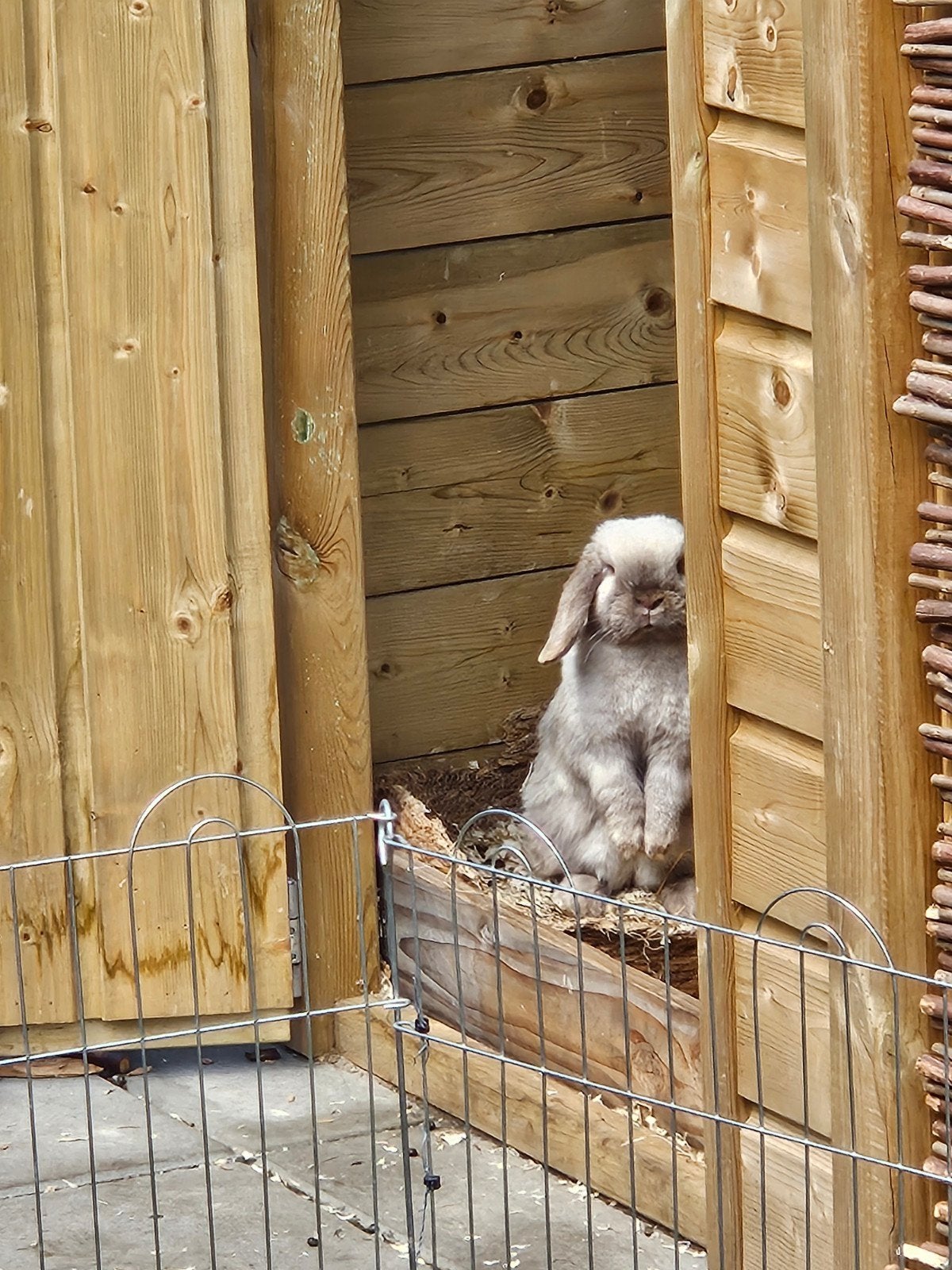 Minilop voedster, Dieren en Toebehoren, Konijnen, Dwerg, Vrouwelijk