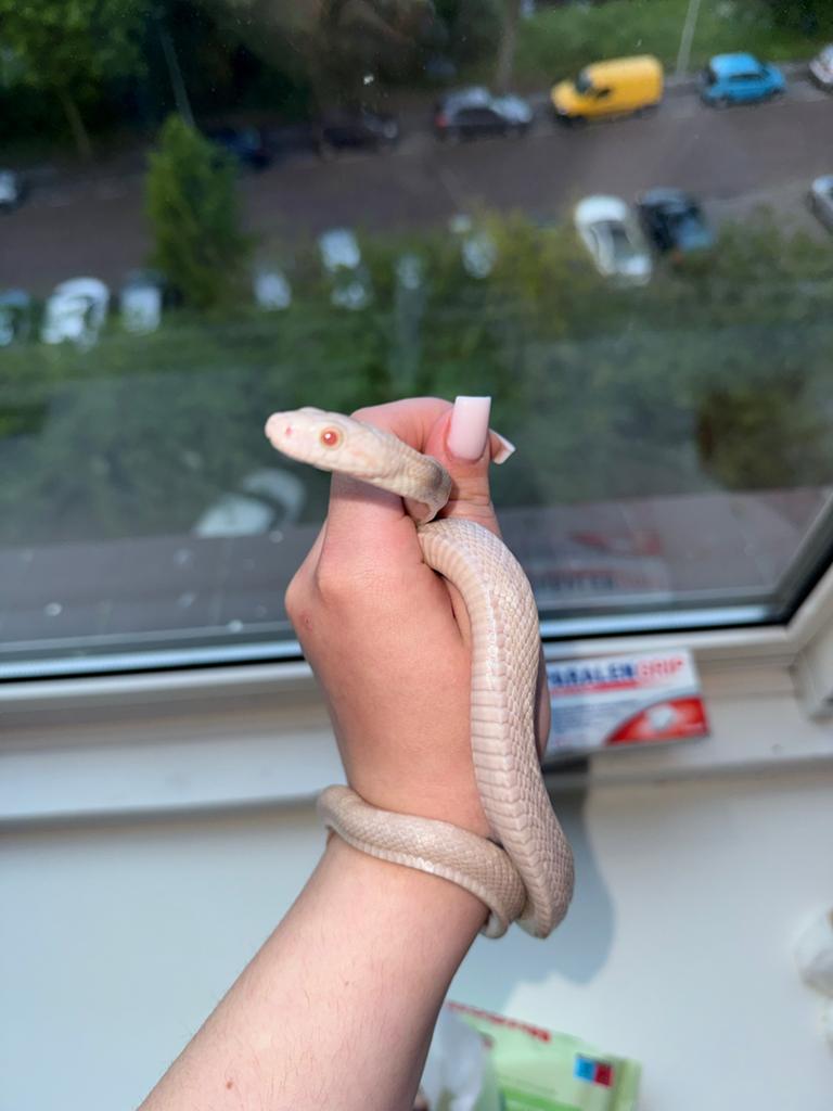 Rattenslang. Zie beschrijving Rat Snake - unknown for sale from Sofi (Zarya)