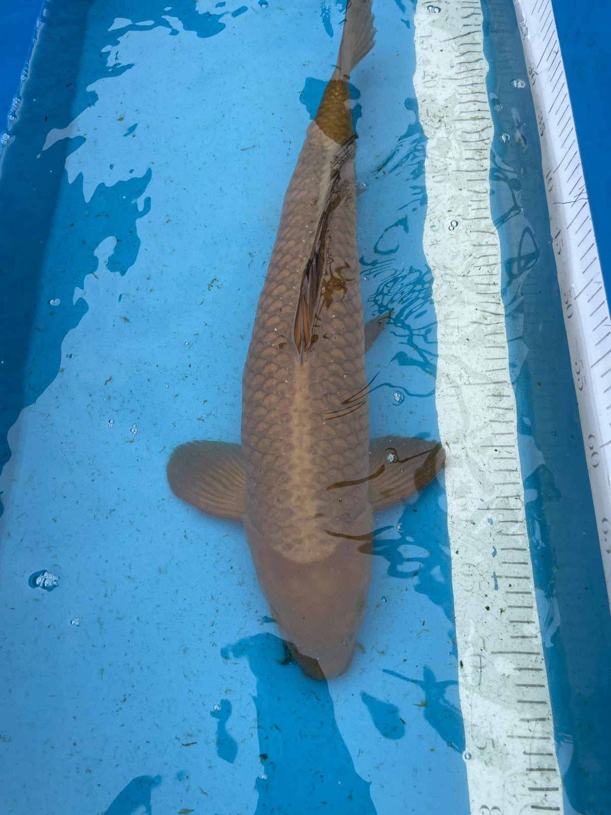 Mooie chagoi van 55 cm, Dieren en Toebehoren, Vissen | Vijvervissen, Karper of Koi