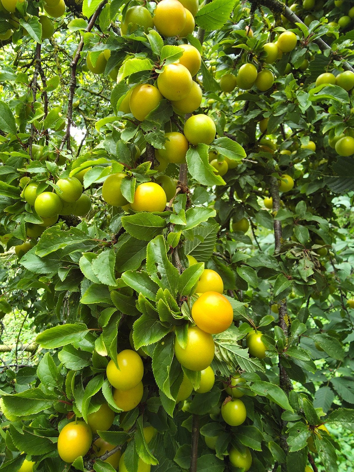 Zelf pruimen plukken - Verse oogst direct van de boom!, Ophalen