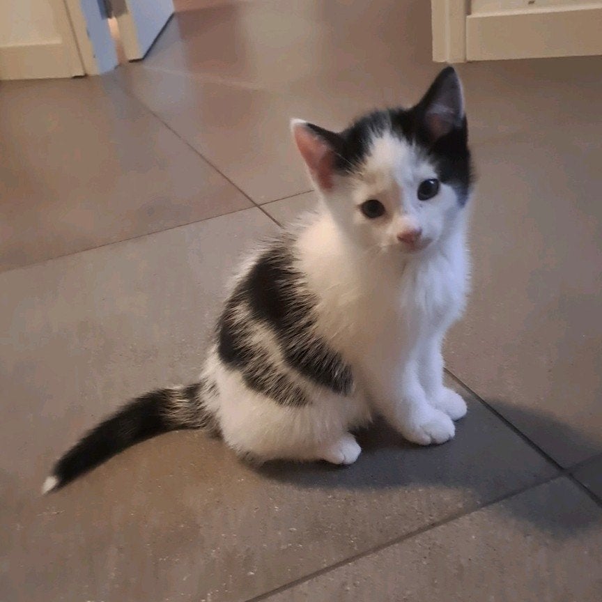 Lieve kittens te koop, Meerdere dieren, 0 tot 2 jaar