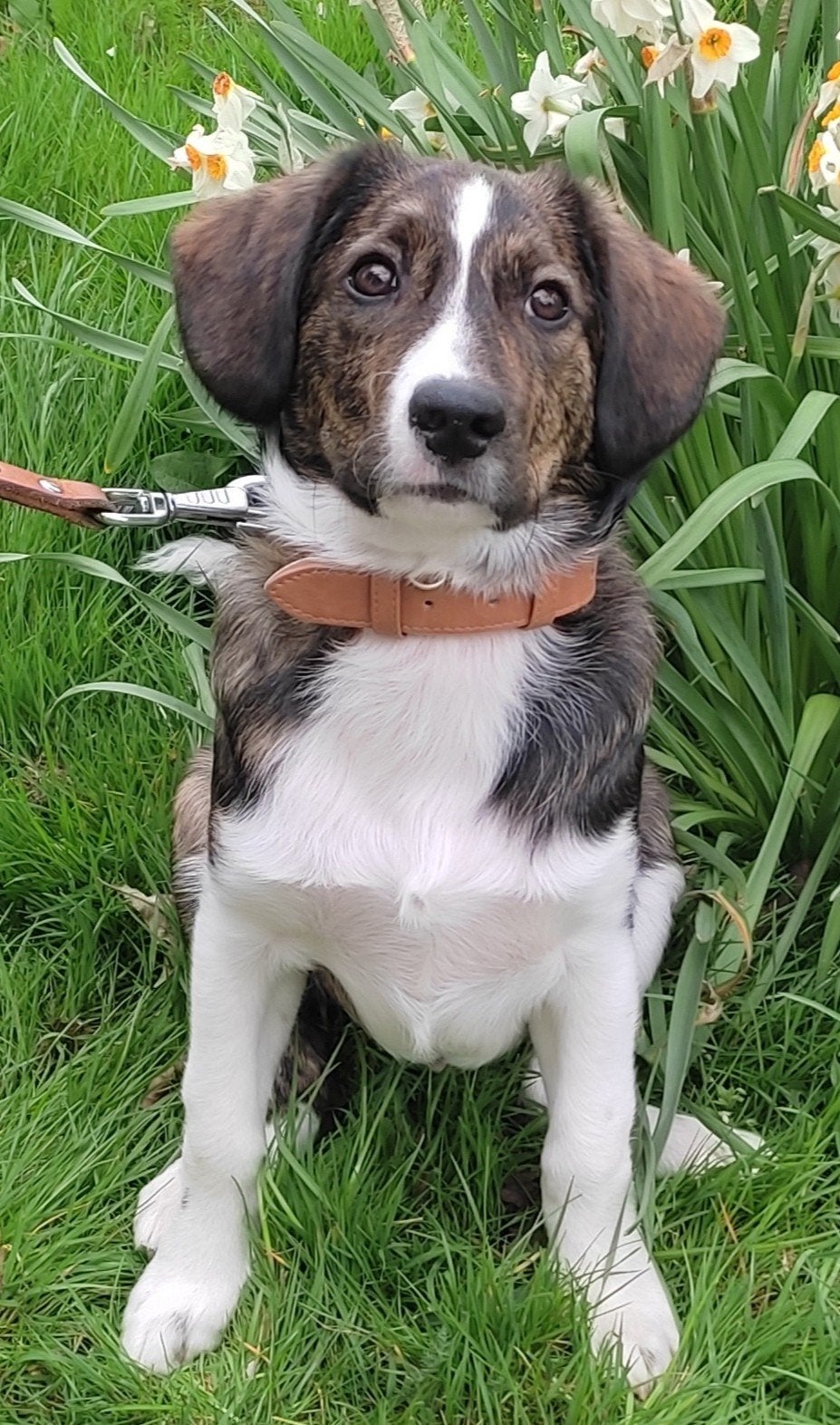 Bordercollie x Friese Stabij reu 1,5 jaar, Reu, 1 tot 2 jaar, Collie, Parvo