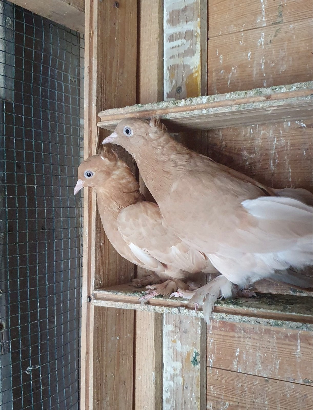 takla duiven sari, Dieren en Toebehoren, Meerdere dieren, Postduif