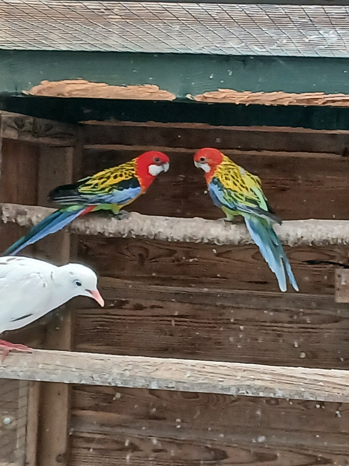 te koop een mooi goed koppel rosella's, Dieren en Toebehoren, Meerdere dieren, Parkiet, Geringd