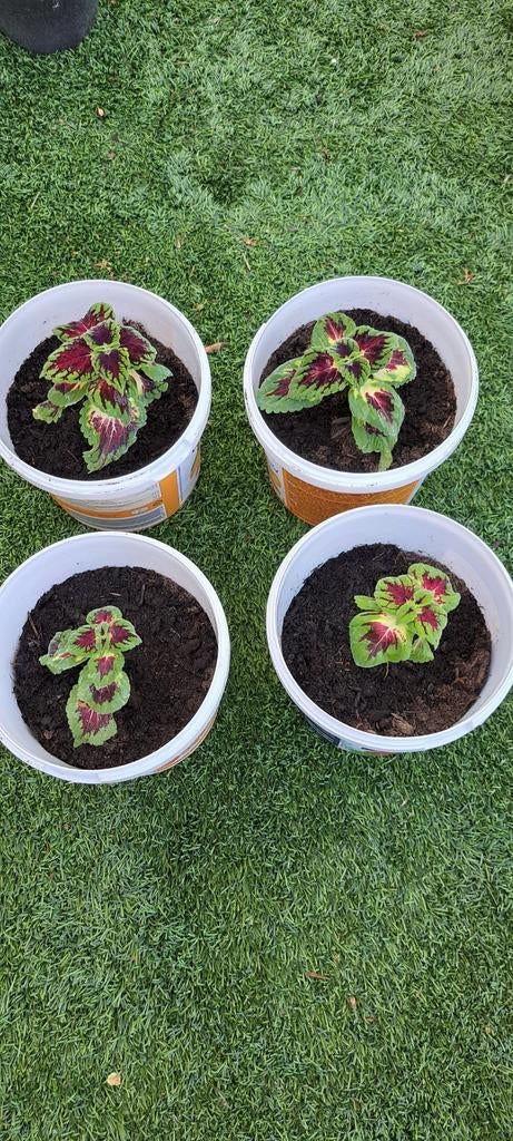 Coleus (siernetel) met opvallende kleuren., Ophalen, Halfschaduw, Minder dan 100 cm