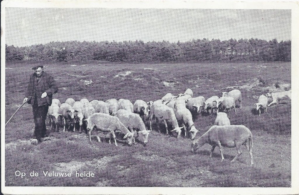 De Veluwe Schaapsherder Oude Gelopen Ansichtkaart ( A2298 ), Ophalen of Verzenden, 1940 tot 1960, Gelopen, Gelderland