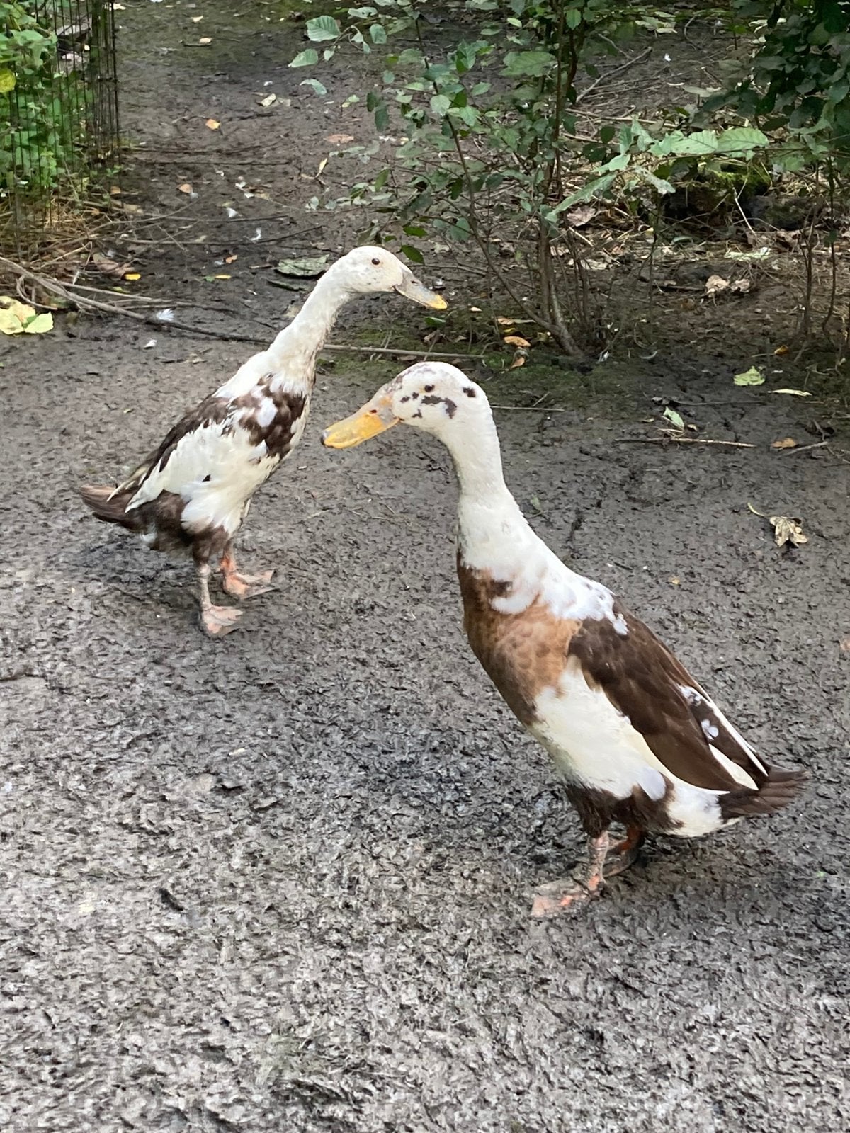 Loopeenden meerderre dames 1jaar oud met woerd, Dieren en Toebehoren, Vrouwelijk, Eend