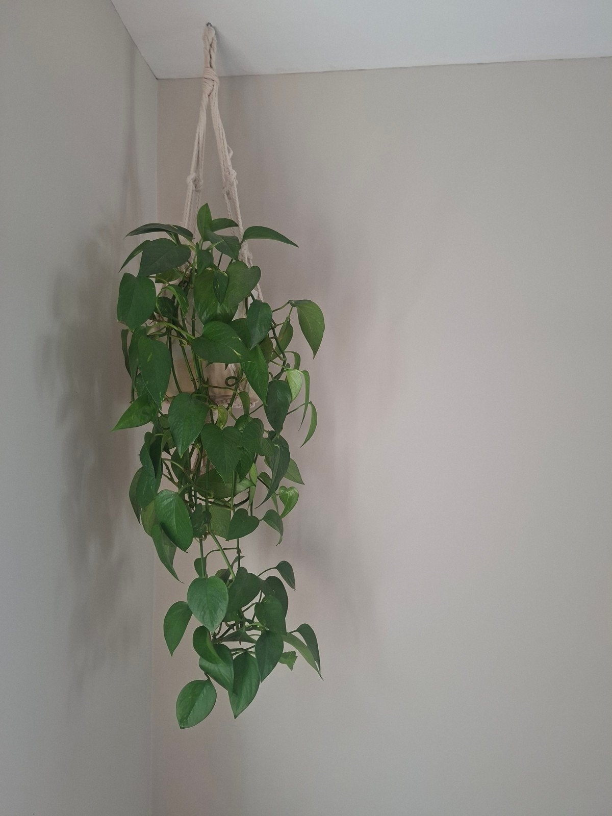 Mooie volle hangplant, Huis en Inrichting, Kamerplanten, Ophalen, Halfschaduw, Minder dan 100 cm