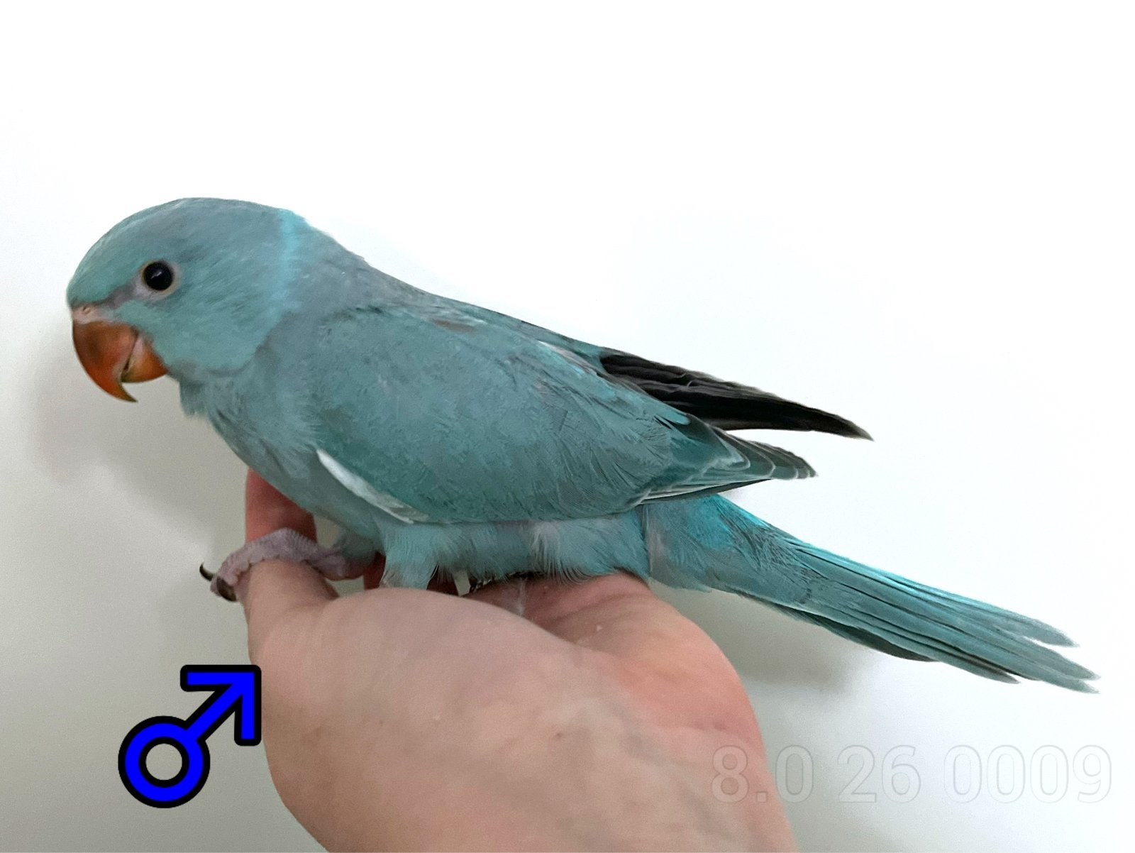 Jonge Halsbandparkietjes, tam + DNA, Dieren en Toebehoren, Vogels | Parkieten en Papegaaien, Meerdere dieren, Parkiet, Geringd