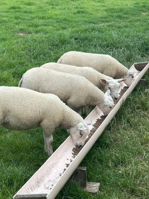 Ooi lammeren, Vrouwelijk, Schaap, 0 tot 2 jaar