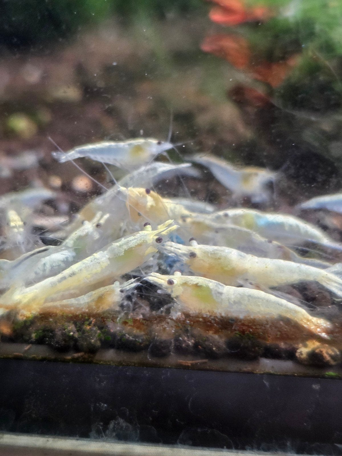 Snowstorm Neocaridina Garnalen, Kreeft, Krab of Garnaal, Zoetwatervis, Schoolvis