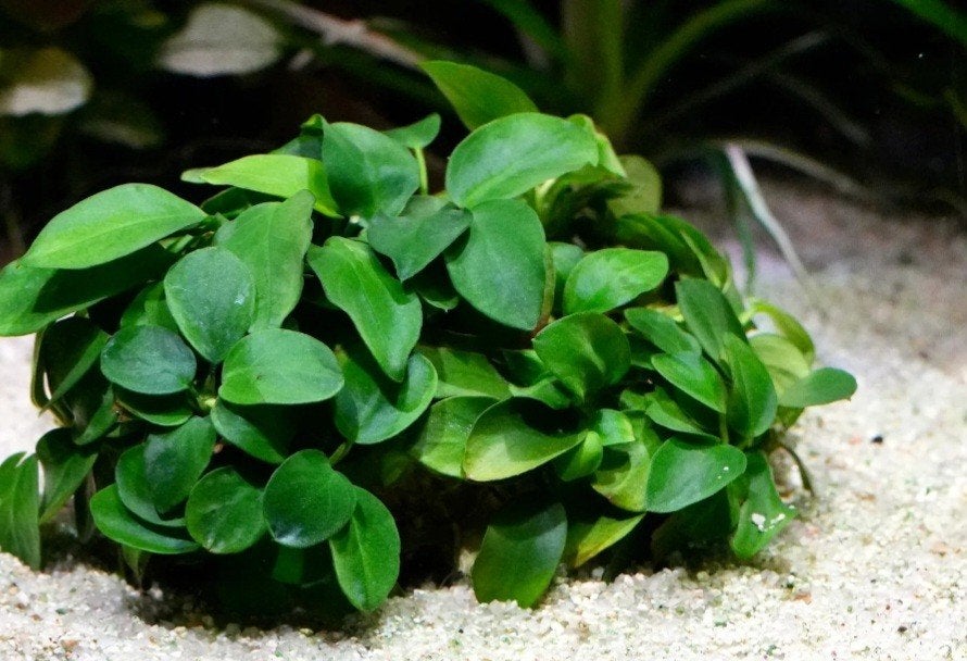 aquariumplanten, waterplanten, vissen, Anubia, Ophalen, Nieuw, Plant(en), Steen of Hout