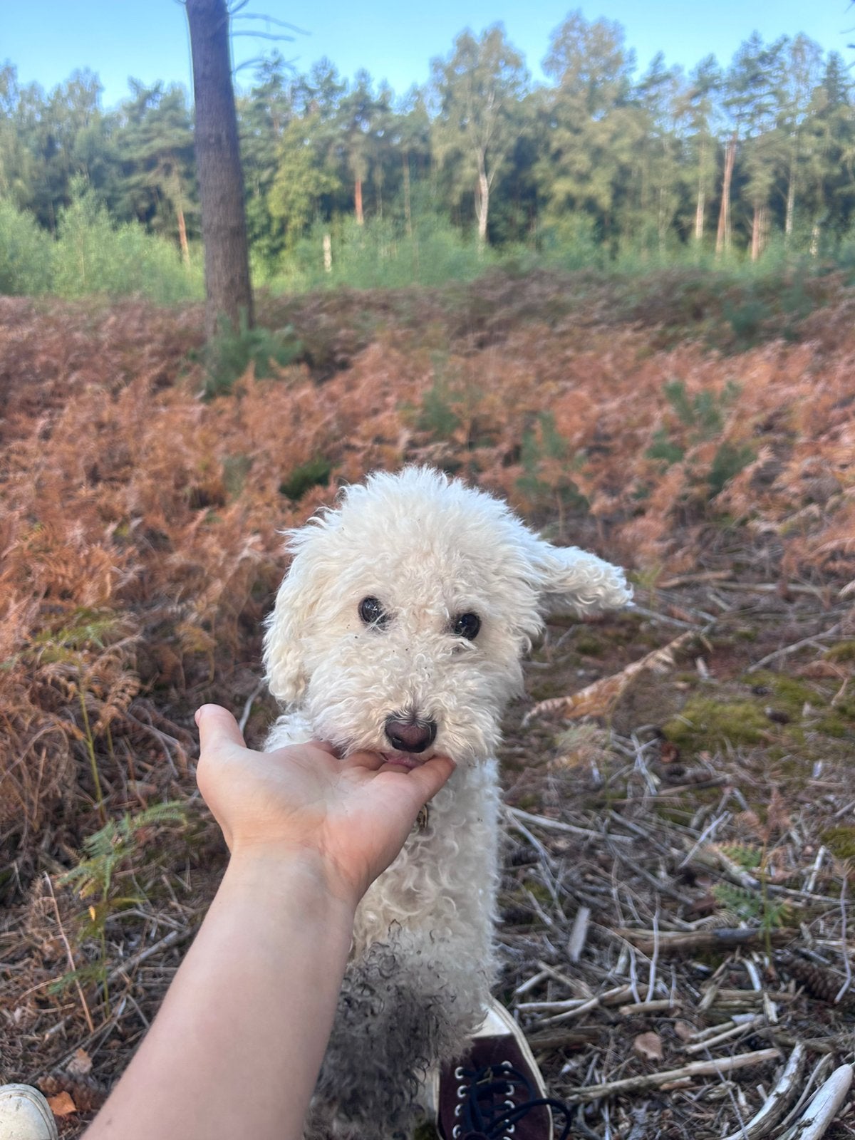 Mini labradoodle teefje 2 jaar, 1 tot 2 jaar, Teef, Eén hond, Klein