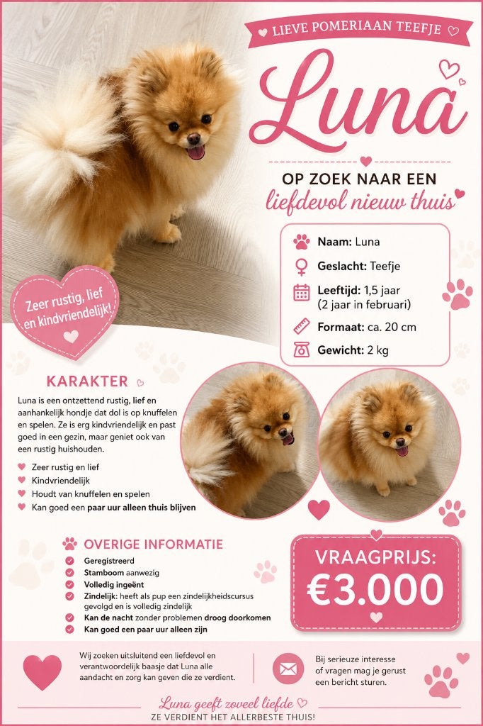 Algemeen, Nederland, Overige rassen, 1 tot 2 jaar, Teef