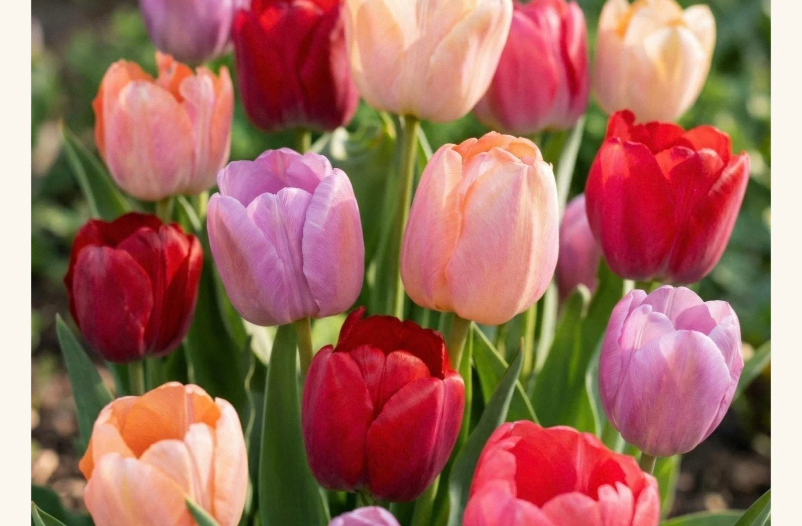 Tulpenbollen, tulpenbollenmix, Ophalen of Verzenden, Najaar, Volle zon, Bloembol