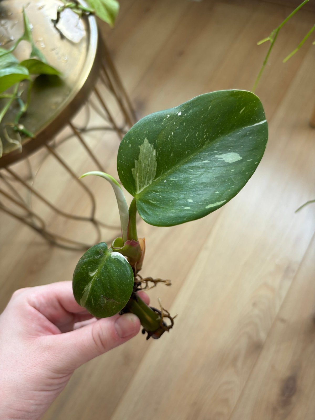 Gewortelde stek philodendron white wizard, Huis en Inrichting, Kamerplanten, Ophalen of Verzenden, Halfschaduw, Minder dan 100 cm