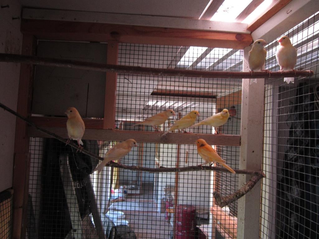 Jonge mozaiek kanaries te koop, Dieren en Toebehoren, Vogels | Kanaries, Meerdere dieren, Kleurkanarie