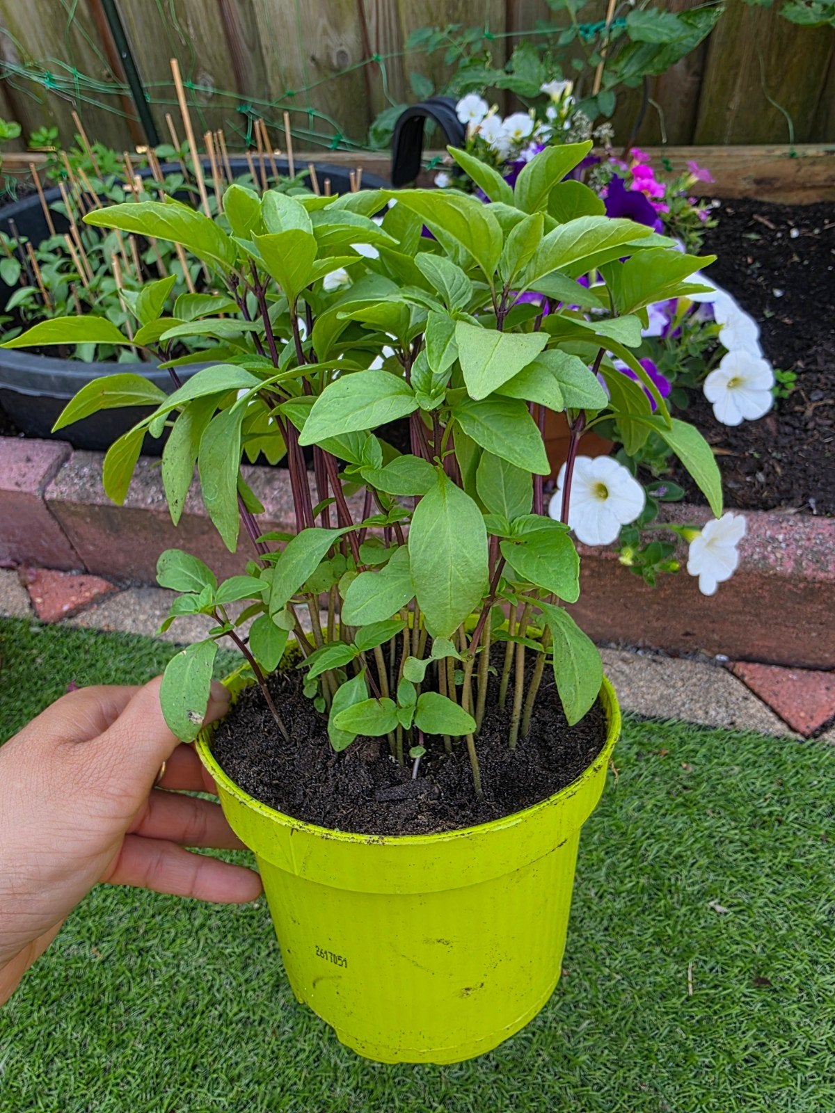 1x pot Thaise basilicum ca. 20 planten, Ophalen of Verzenden, Overige soorten, Volle zon