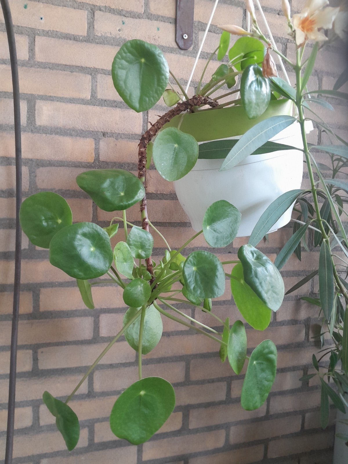 Pannenkoekenplant (Pilea Peperomioides), Tuin en Terras, Ophalen, Vaste plant, Bloeit niet, Halfschaduw