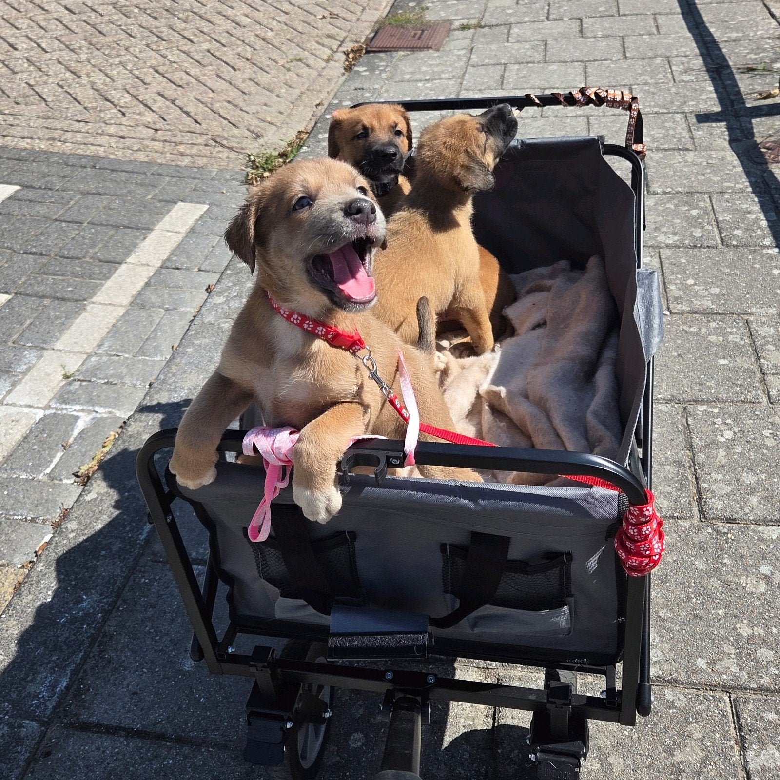 hollandse herder x amerikaanse bulldog pups 2 teefjes, Parvo, 8 tot 15 weken, Teef, Meerdere