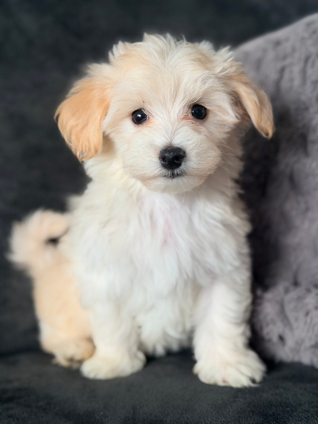 Maltipoo pups te koop mogen verhuizen!