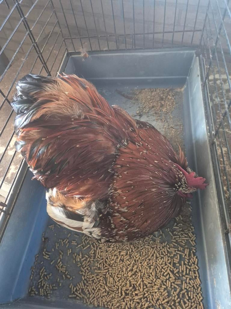 Gezocht cochin haan porselein, Mannelijk, Kip