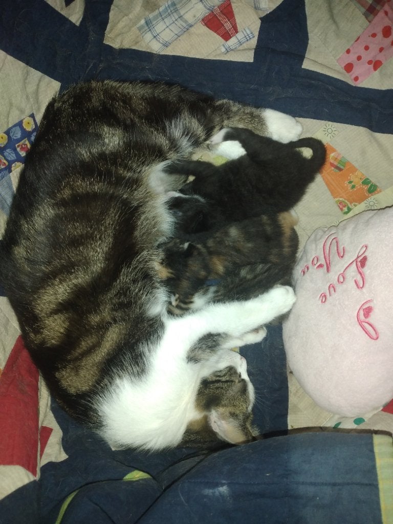 Kittens zoeken fijn huisje, Ophalen, Zo goed als nieuw, Bloemen, Planten en Bomen