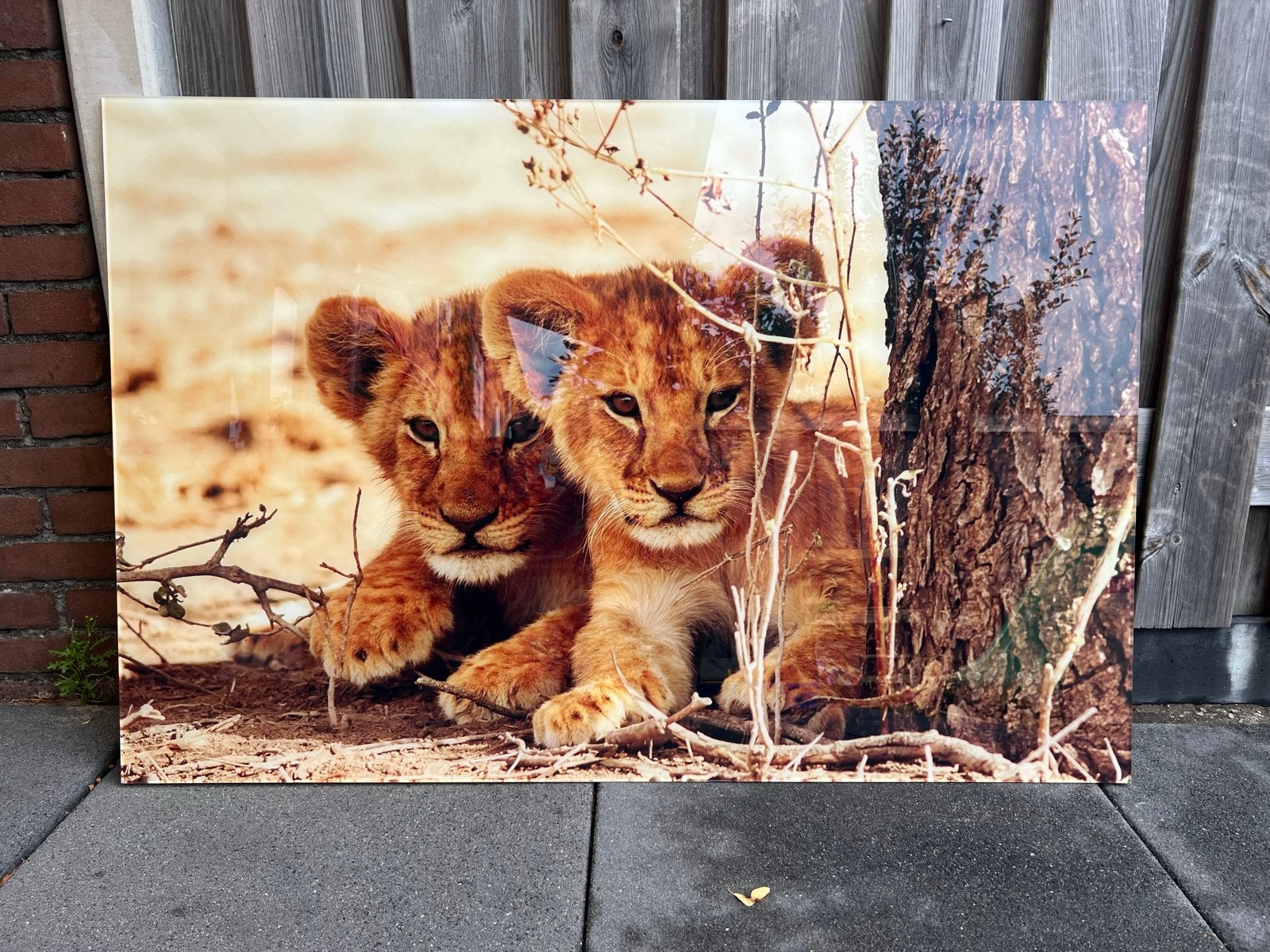 Prachtige Foto op Canvas plastic: Leeuwenwelpjes (80x120 cm), Ophalen, Zo goed als nieuw, 100 tot 125 cm, Foto of Poster