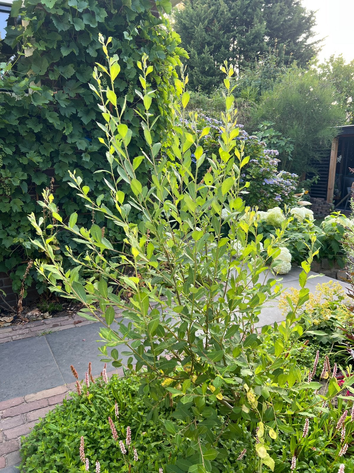 grauwe wilg (Salix cinerea), Ophalen of Verzenden, Overige soorten, Minder dan 100 cm