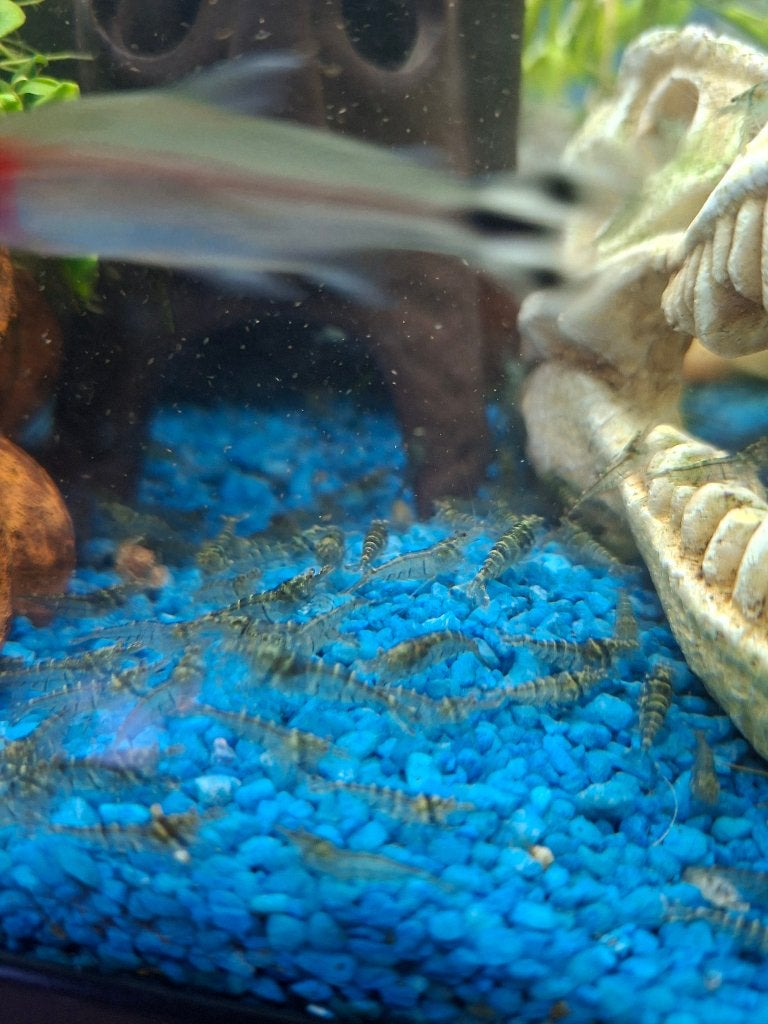 Gaarnalen, Dieren en Toebehoren, Kreeft, Krab of Garnaal, Zoetwatervis, Schoolvis
