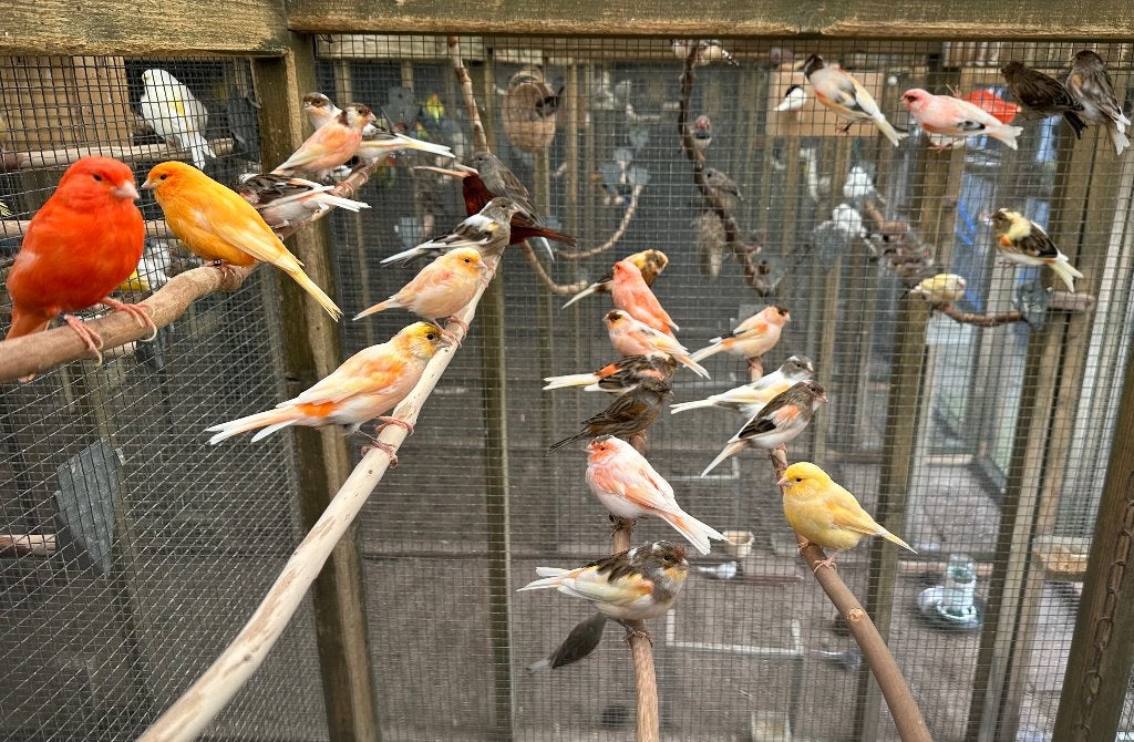 Harlekijn kanaries, Meerdere dieren, Kleurkanarie