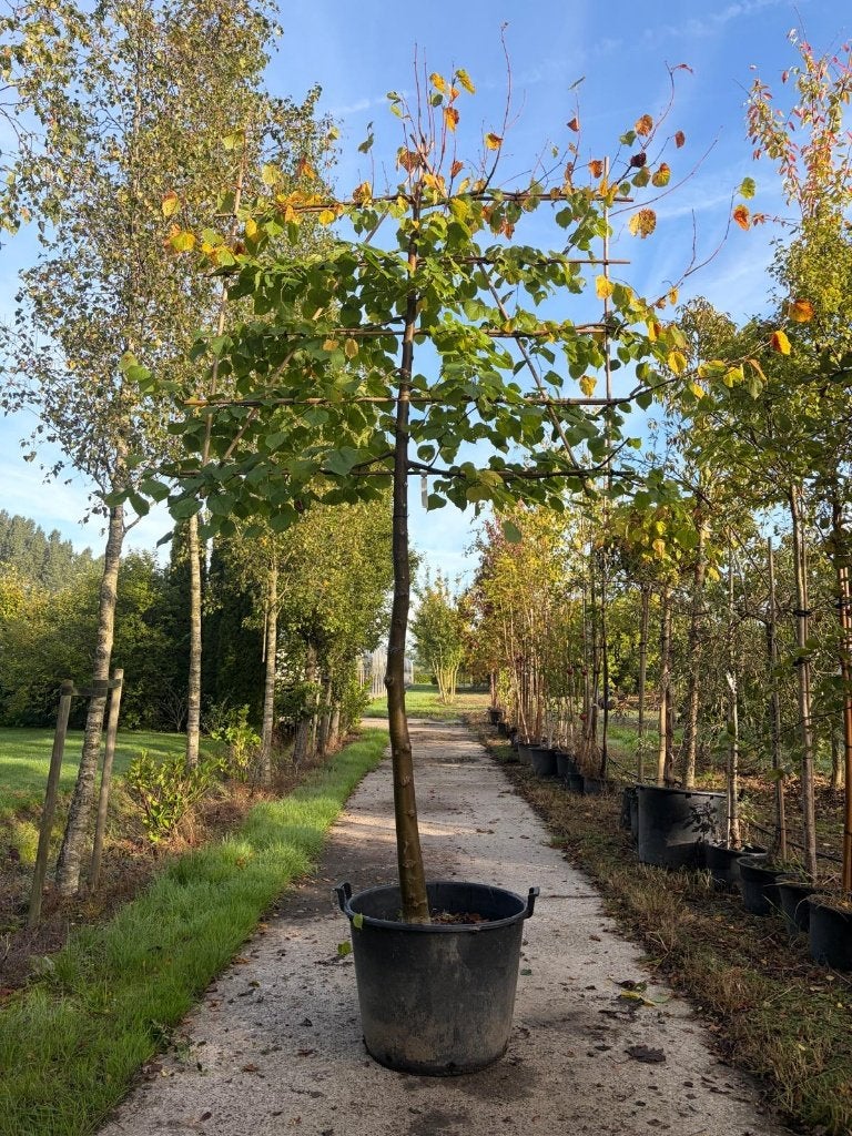 leilinde 18-20 180 stam   outlet, Ophalen, Volle zon, Leiboom, 250 tot 400 cm